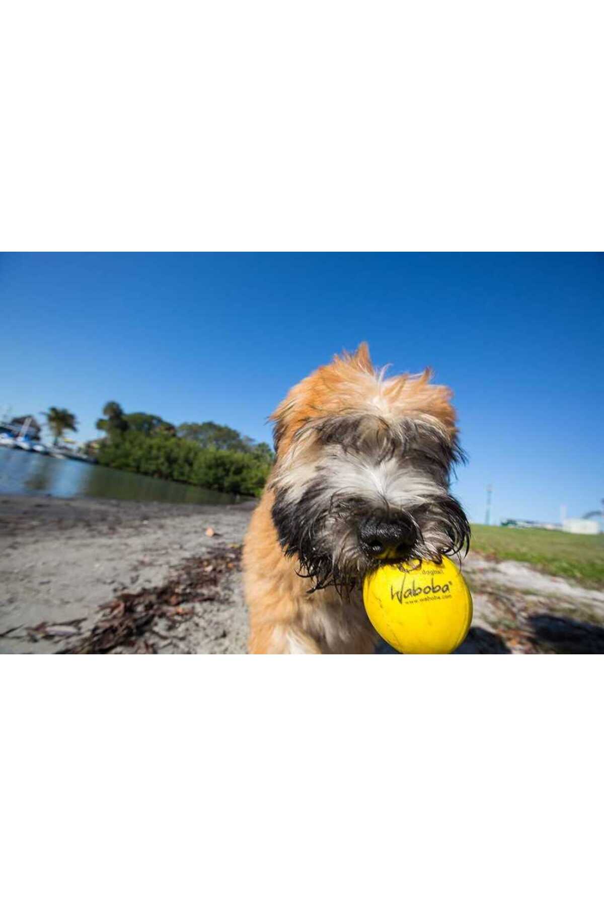 Waboba Fetch Köpek Oyuncağı Zıplayan Top