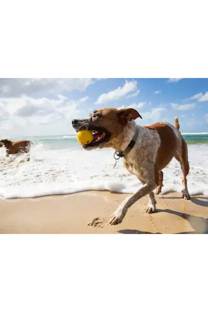 Waboba Fetch Köpek Oyuncağı Zıplayan Top